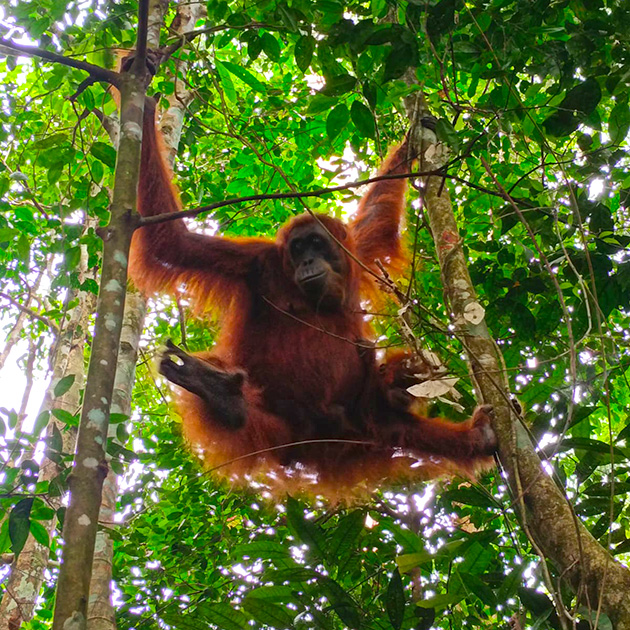 Borneo Kalimantan Island