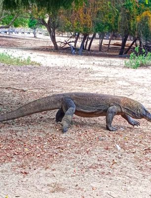 Komodo Dragon In The Wild Forest