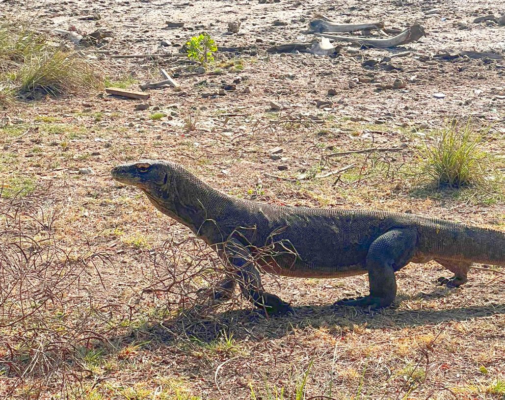 Komodo Islands Tour